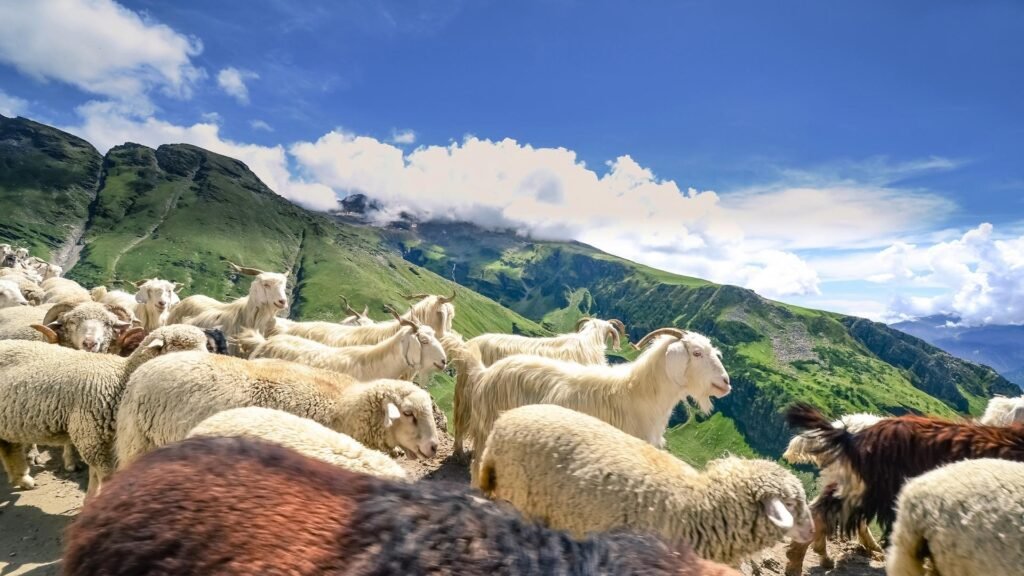 SHeep Heerd in Himachal